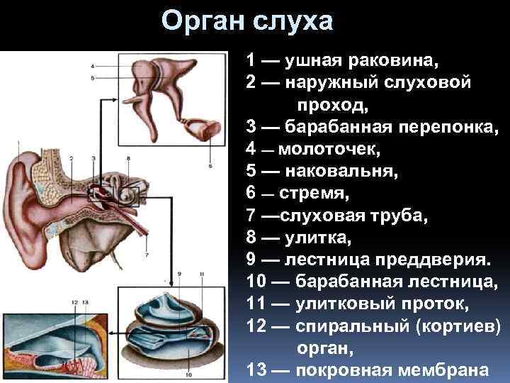 Орган слуха 1 — ушная раковина, 2 — наружный слуховой проход, 3 — барабанная