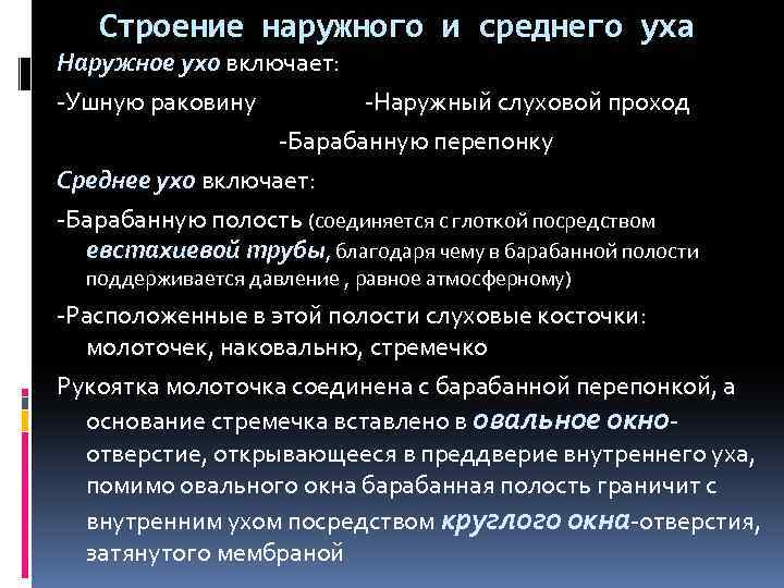 Строение наружного и среднего уха Наружное ухо включает: Ушную раковину Наружный слуховой проход Барабанную