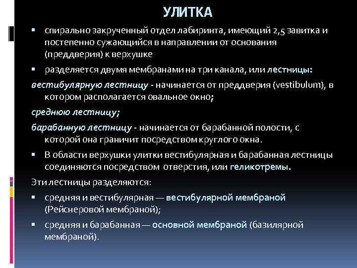 УЛИТКА спирально закрученный отдел лабиринта, имеющий 2, 5 завитка и постепенно сужающийся в направлении