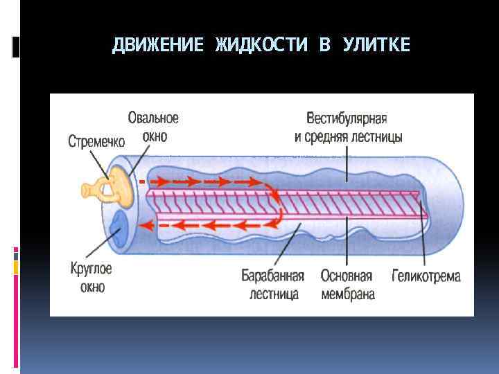 Колебания в жидкости. Движение жидкости в улитке. Колебание жидкости в улитке вызывается. Колебания жидкости в улитке приводят к. Что вызывают колебания жидкости в улитке.