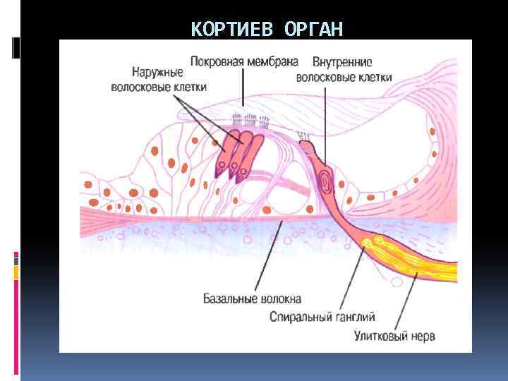 Волосковые клетки кортиева органа