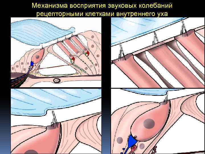 Механизма восприятия звуковых колебаний рецепторными клетками внутреннего уха 