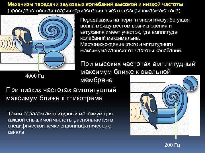 Механизм передачи звуковых колебаний высокой и низкой частоты (пространственная теория кодирования высоты воспринимаемого тона)