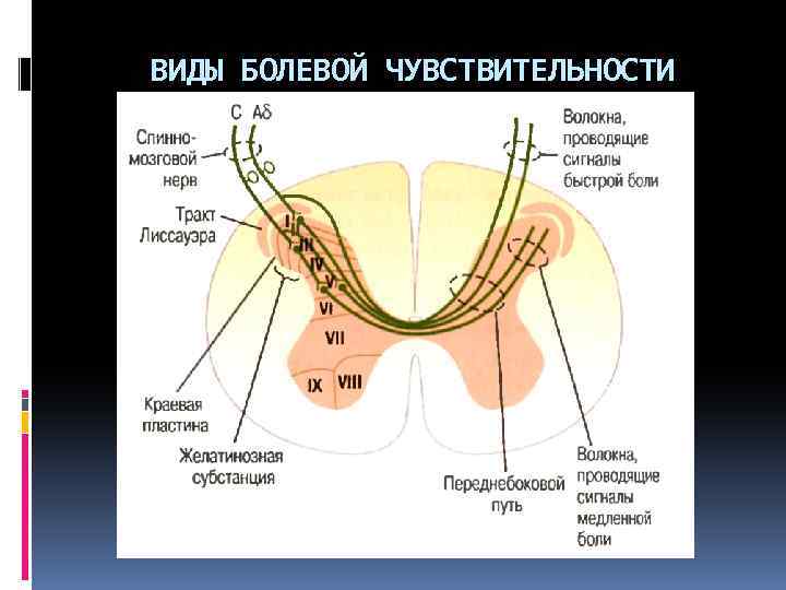 Болевая чувствительность. Виды болевой чувствительности. Болевая Ноцицептивная чувствительность.