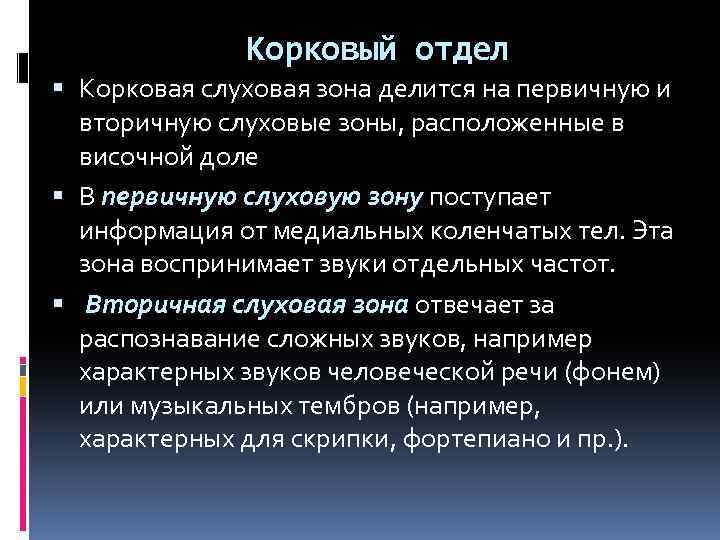 Корковый отдел Корковая слуховая зона делится на первичную и вторичную слуховые зоны, расположенные в