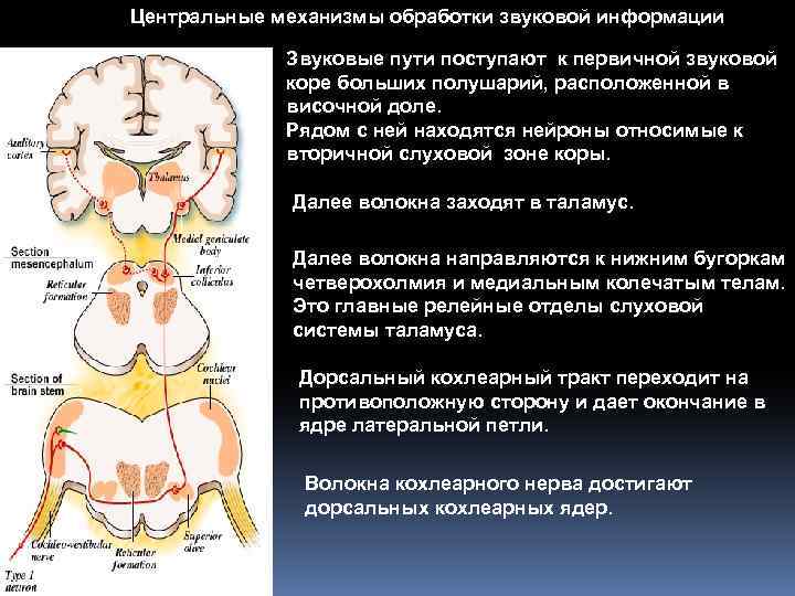 Центральный механизм. Центральные механизмы анализа звуков. Центральные механизмы обработки звуковой информации.. Центральные механизмы анализа звуков физиология. Проведение и анализ звука в ЦНС.