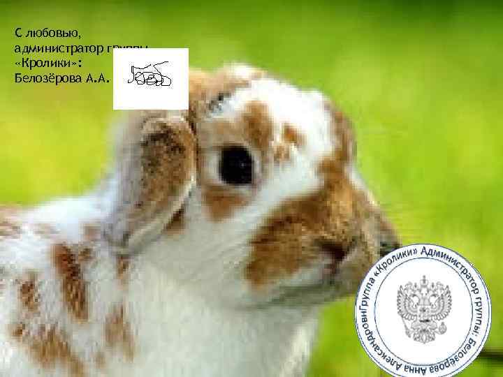С любовью, администратор группы «Кролики» : Белозёрова А. А. 