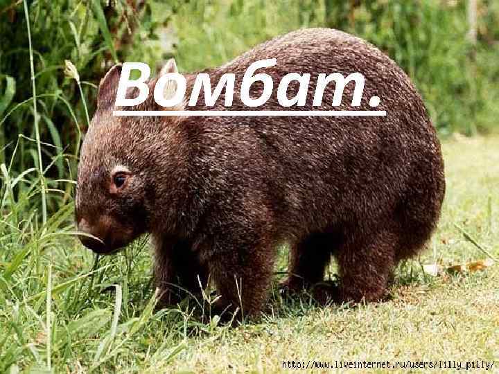 Вомбат. 