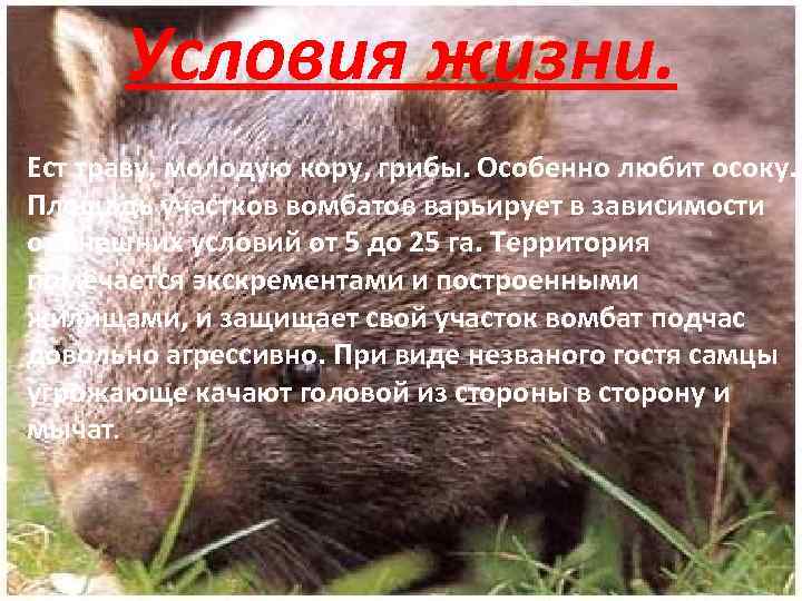 Условия жизни. Ест траву, молодую кору, грибы. Особенно любит осоку. Площадь участков вомбатов варьирует
