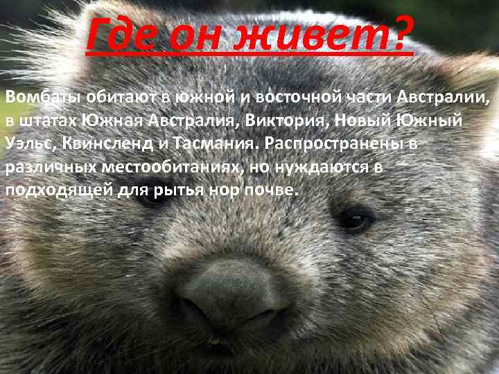 Где он живет? Вомбаты обитают в южной и восточной части Австралии, в штатах Южная