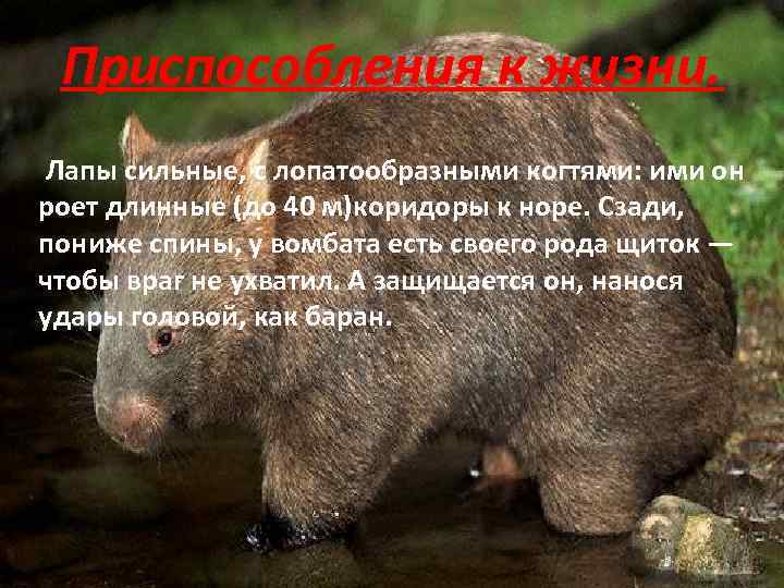 Приспособления к жизни. Лапы сильные, с лопатообразными когтями: ими он роет длинные (до 40