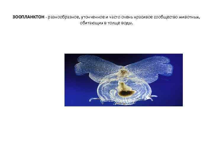 ЗООПЛАНКТОН разнообразное, утонченное и часто очень красивое сообщество животных, обитающих в толще воды. 