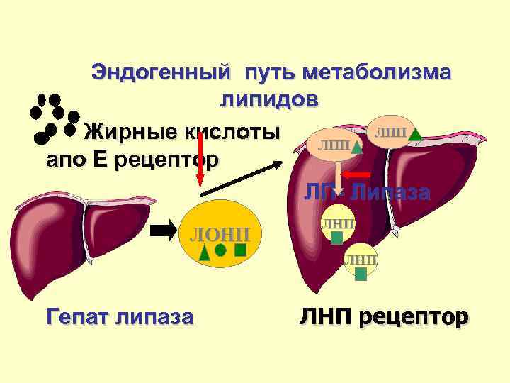 Эндогенный путь метаболизма липидов ЛПП Жирные кислоты Жирные кислоты ЛПП апо Е рецептор ЛП-