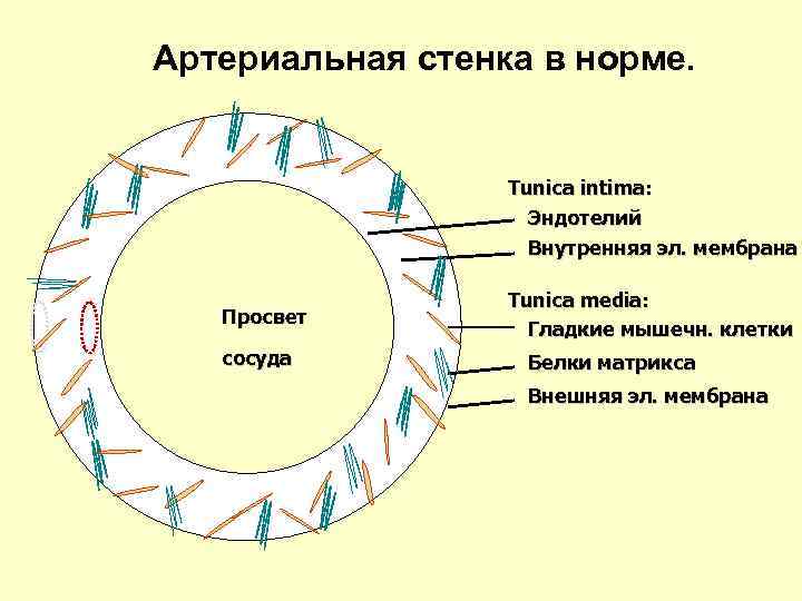 Артериальная стенка в норме. Tunica intima: Эндотелий Внутренняя эл. мембрана Просвет сосуда Tunica media: