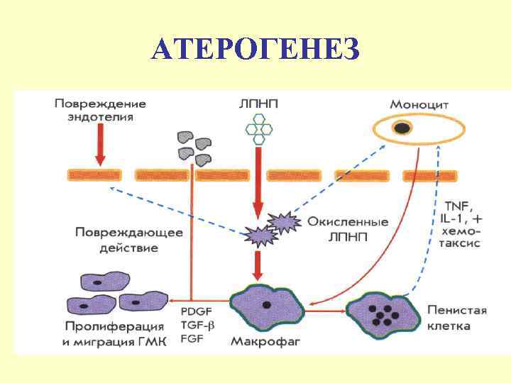 АТЕРОГЕНЕЗ 