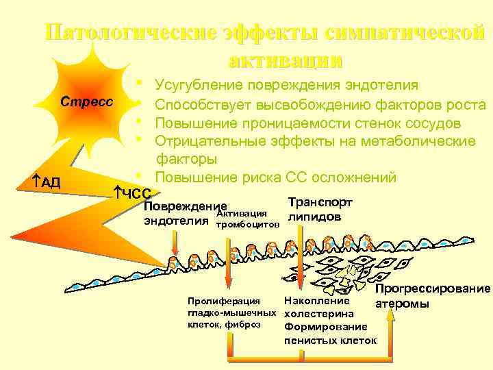 Патологические эффекты симпатической активации • Усугубление повреждения эндотелия Стресс АД • • ЧСС Способствует