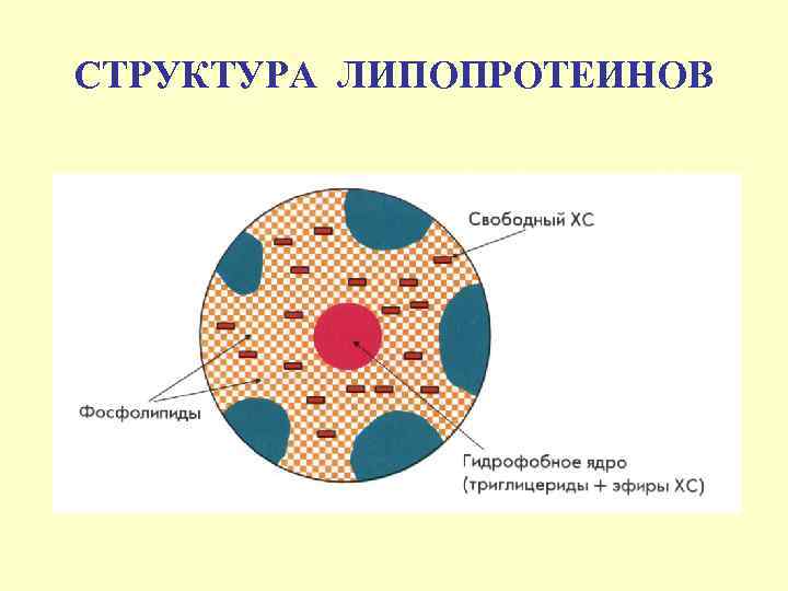 СТРУКТУРА ЛИПОПРОТЕИНОВ 