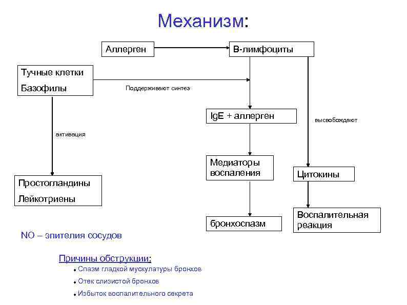 Механизм: Аллерген В-лимфоциты Тучные клетки Базофилы Поддерживают синтез Ig. E + аллерген высвобождают активация