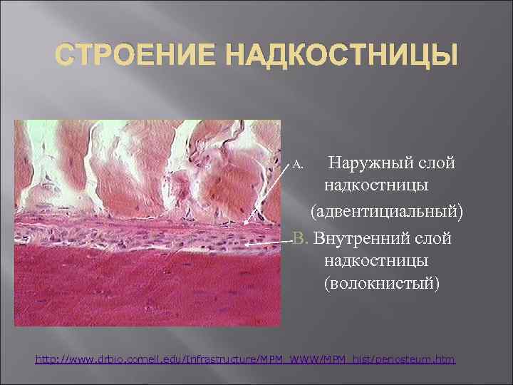 Надкостница зуба. Надкостница челюсти анатомия. Строение надкостницы. Наружный слой надкостницы. Строение кости челюсти надкостница.