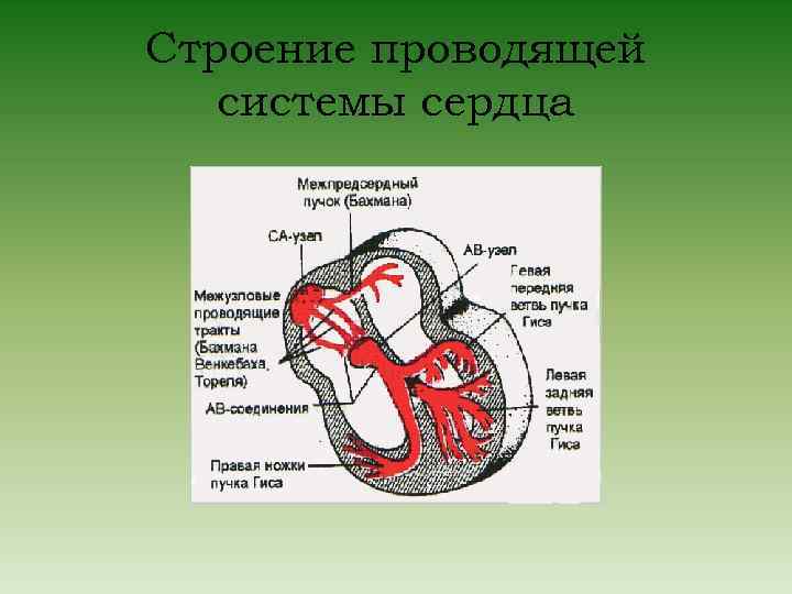 Проводимость сердца схема