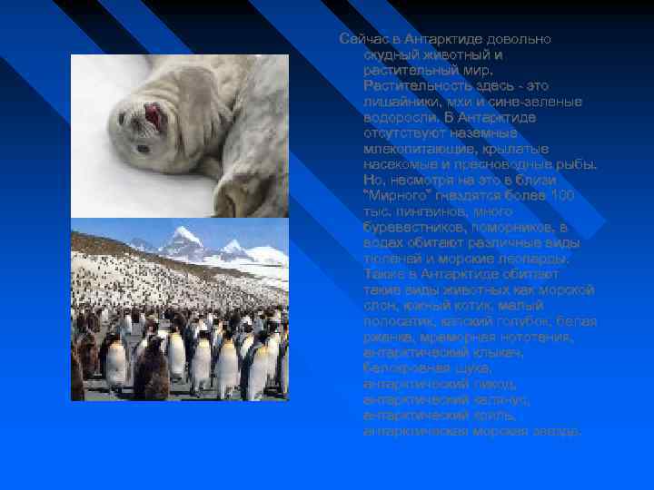 Сейчас в Антарктиде довольно скудный животный и растительный мир. Растительность здесь - это лишайники,