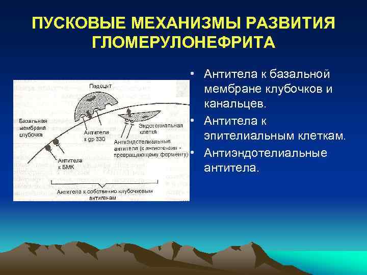 Антитела к базальной мембране. Антитела к базальной мембране клубочков. Медиаторы повреждения клеток. Пусковой механизм. Механизмы эволюции.