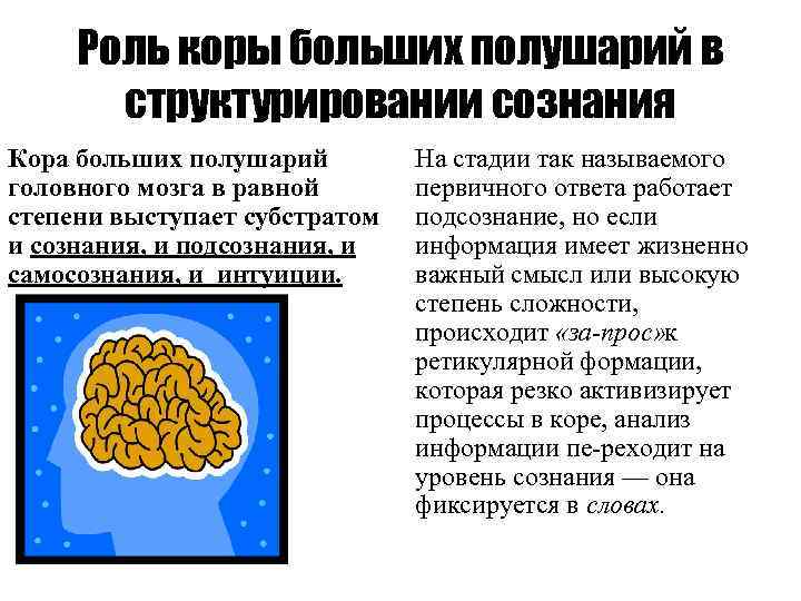 Роль коры больших полушарий в структурировании сознания Кора больших полушарий головного мозга в равной