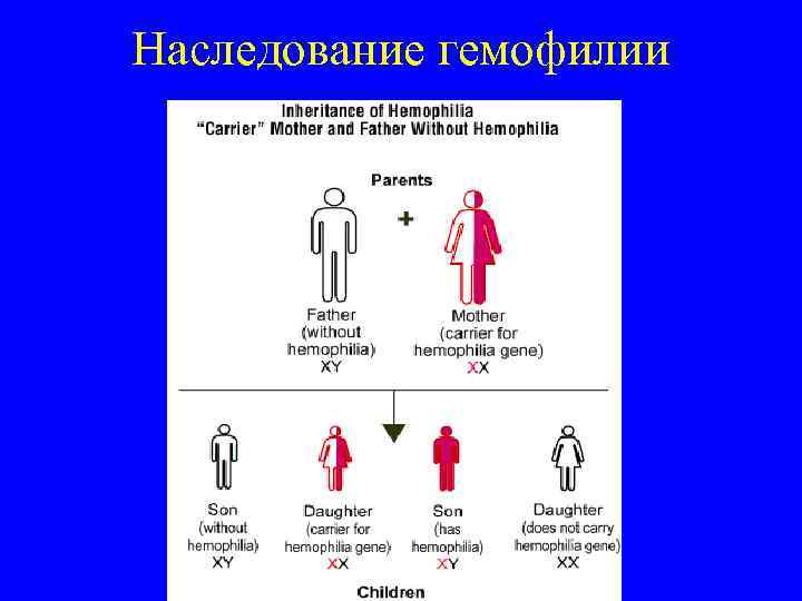 Наследование гемофилии 