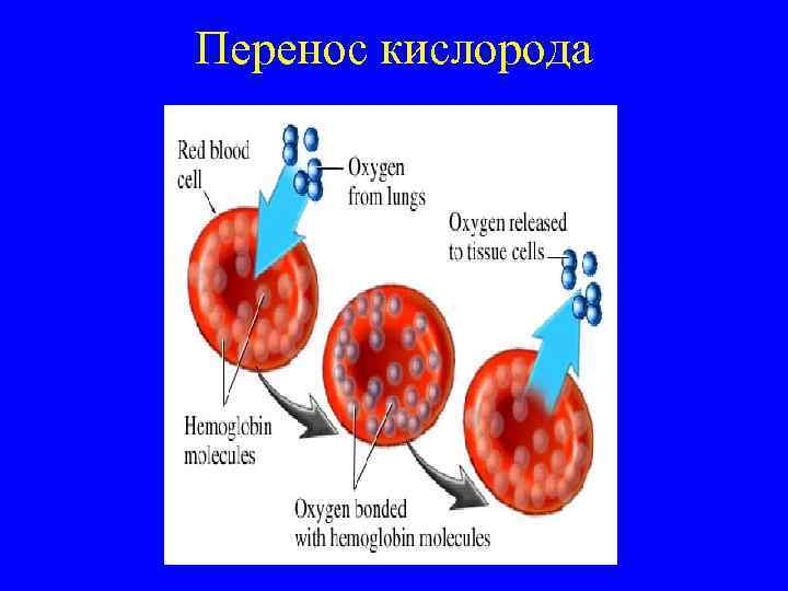 Перенос кислорода 