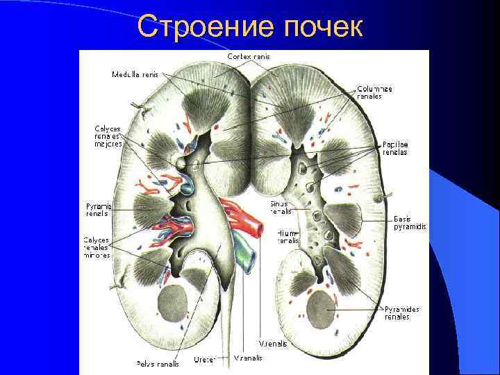 Строение почек 