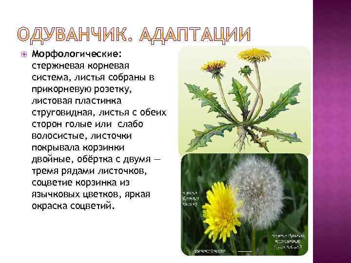  Морфологические: стержневая корневая система, листья собраны в прикорневую розетку, листовая пластинка струговидная, листья
