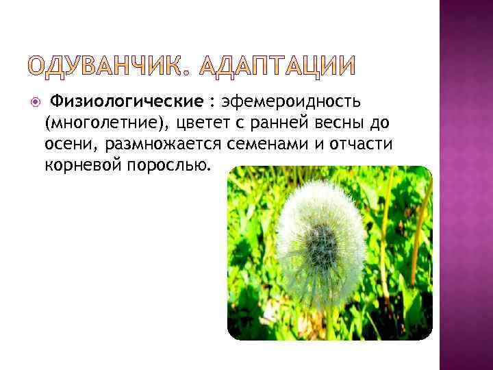  Физиологические : эфемероидность (многолетние), цветет с ранней весны до осени, размножается семенами и