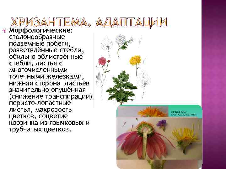  Морфологические: столонообразные подземные побеги, разветвлённые стебли, обильно облиствённые стебли, листья с многочисленными точечными