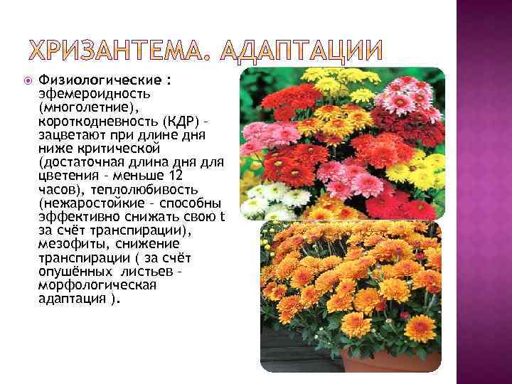  Физиологические : эфемероидность (многолетние), короткодневность (КДР) – зацветают при длине дня ниже критической