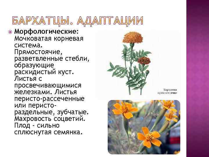  Морфологические: Мочковатая корневая система. Прямостоячие, разветвленные стебли, образующие раскидистый куст. Листья с просвечивающимися