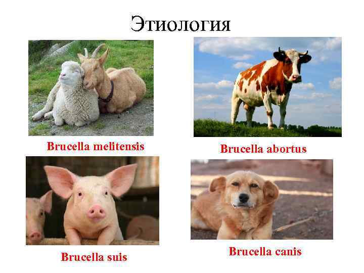 Этиология Brucella melitensis Brucella abortus Brucella suis Brucella canis 