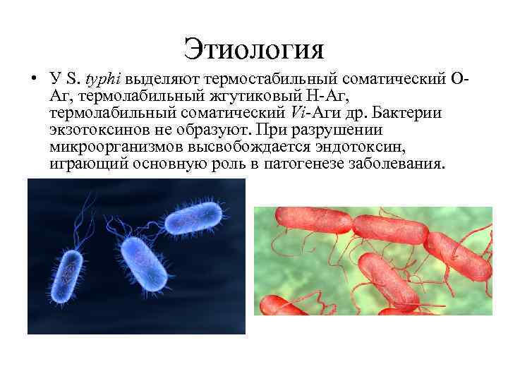 Этиология • У S. typhi выделяют термостабильный соматический ОАг, термолабильный жгутиковый Н-Аг, термолабильный соматический