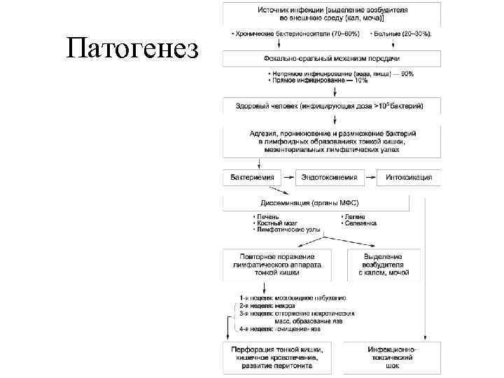 Патогенез 