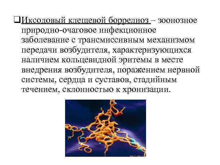 q. Иксодовый клещевой боррелиоз – зоонозное природно-очаговое инфекционное заболевание с трансмиссивным механизмом передачи возбудителя,