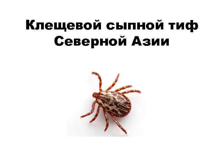 Клещевой сыпной тиф Северной Азии 