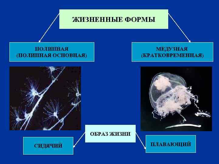 ЖИЗНЕННЫЕ ФОРМЫ ПОЛИПНАЯ (ПОЛИПНАЯ ОСНОВНАЯ) МЕДУЗНАЯ (КРАТКОВРЕМЕННАЯ) ОБРАЗ ЖИЗНИ СИДЯЧИЙ ПЛАВАЮЩИЙ 