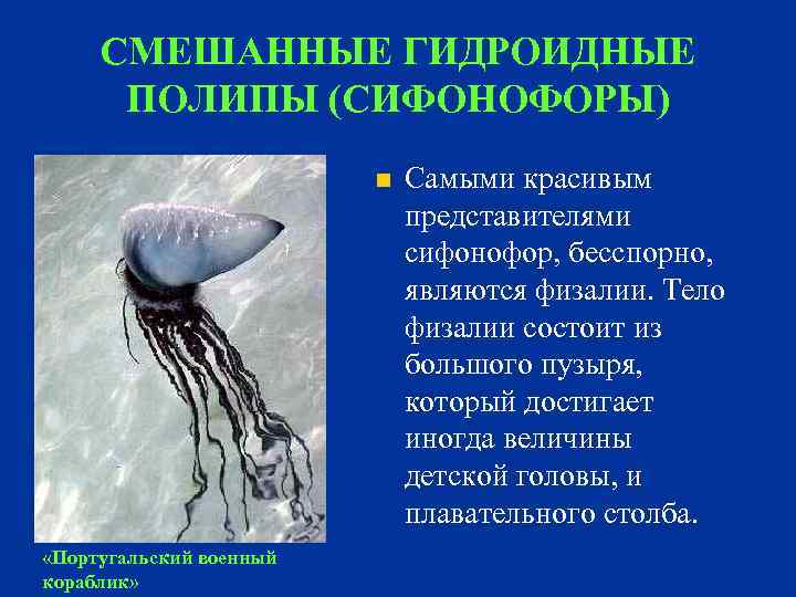 СМЕШАННЫЕ ГИДРОИДНЫЕ ПОЛИПЫ (СИФОНОФОРЫ) n «Португальский военный кораблик» Самыми красивым представителями сифонофор, бесспорно, являются