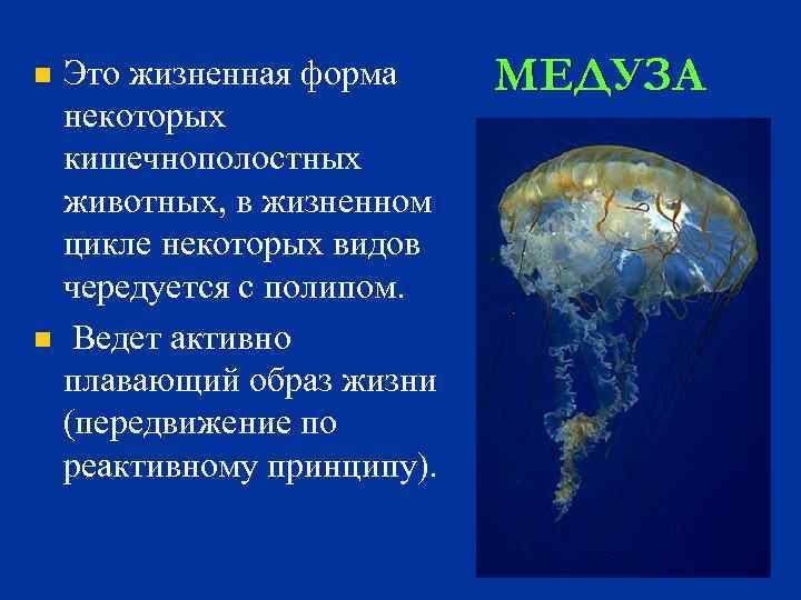 n n Это жизненная форма некоторых кишечнополостных животных, в жизненном цикле некоторых видов чередуется