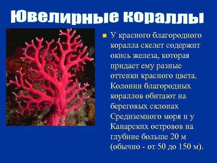 n У красного благородного коралла скелет содержит окись железа, которая придает ему разные оттенки