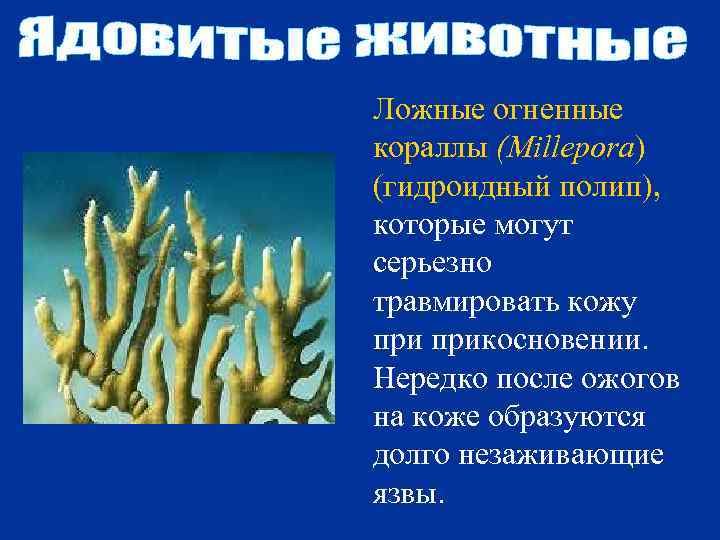 Ложные огненные кораллы (Millepora) (гидроидный полип), которые могут серьезно травмировать кожу прикосновении. Нередко после