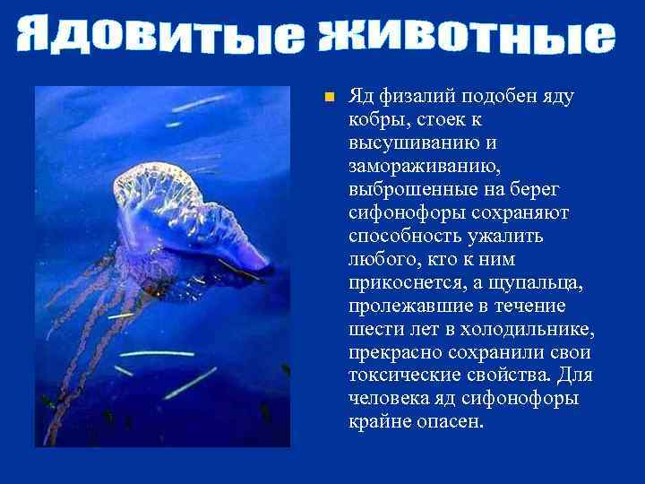 n Яд физалий подобен яду кобры, стоек к высушиванию и замораживанию, выброшенные на берег