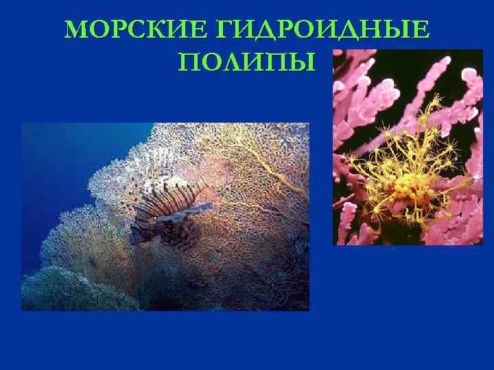 МОРСКИЕ ГИДРОИДНЫЕ ПОЛИПЫ 