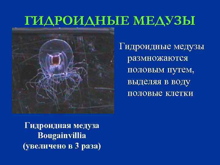 ГИДРОИДНЫЕ МЕДУЗЫ Гидроидные медузы размножаются половым путем, выделяя в воду половые клетки Гидроидная медуза