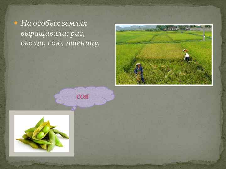  На особых землях выращивали: рис, овощи, сою, пшеницу. 