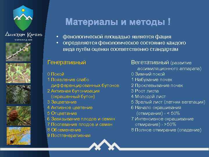 Материалы и методы • фенологической площадью является фация • определяется фенологическое состояние каждого вида